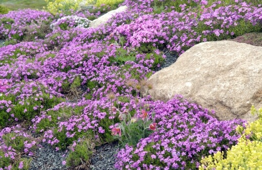 Phlox subulata are ideal for covering ground in a rock garden