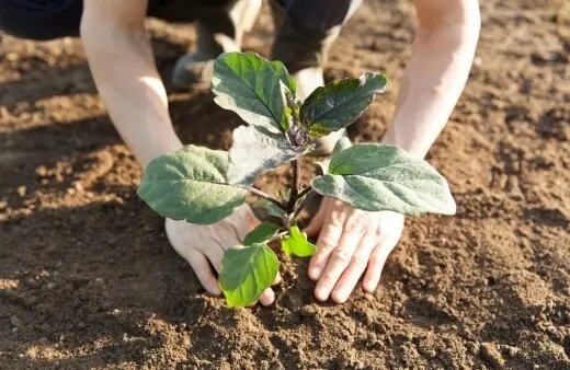 Planting Eggplants