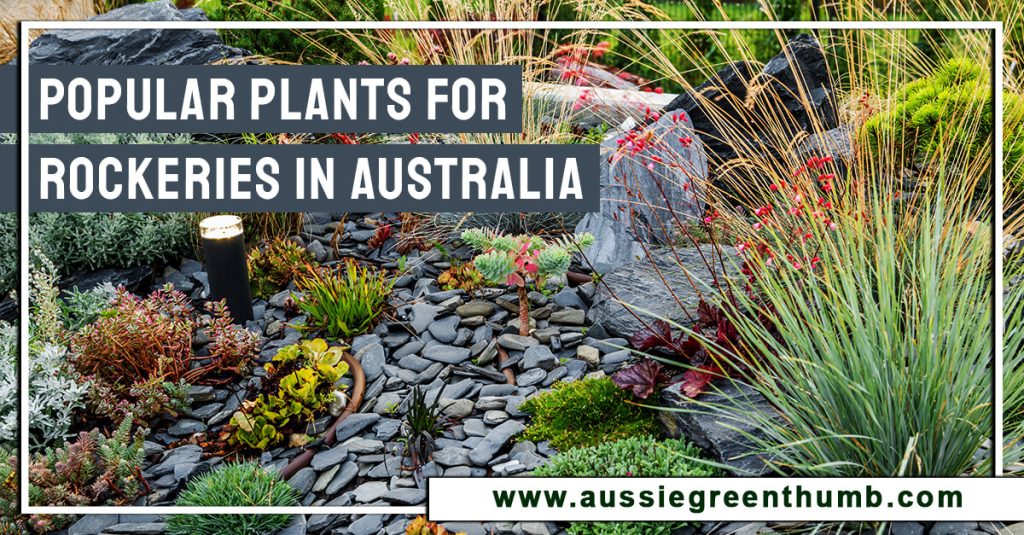 Popular Plants for Rockeries in Australia