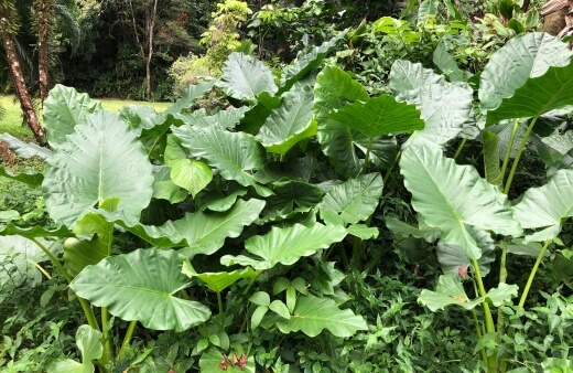 Popular Plants with Big Leaves