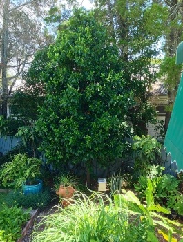 Pouteria australis commonly known as black apple tree