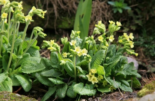 Primroses (Primula vulgaris) are one of the more basic forms of primulas