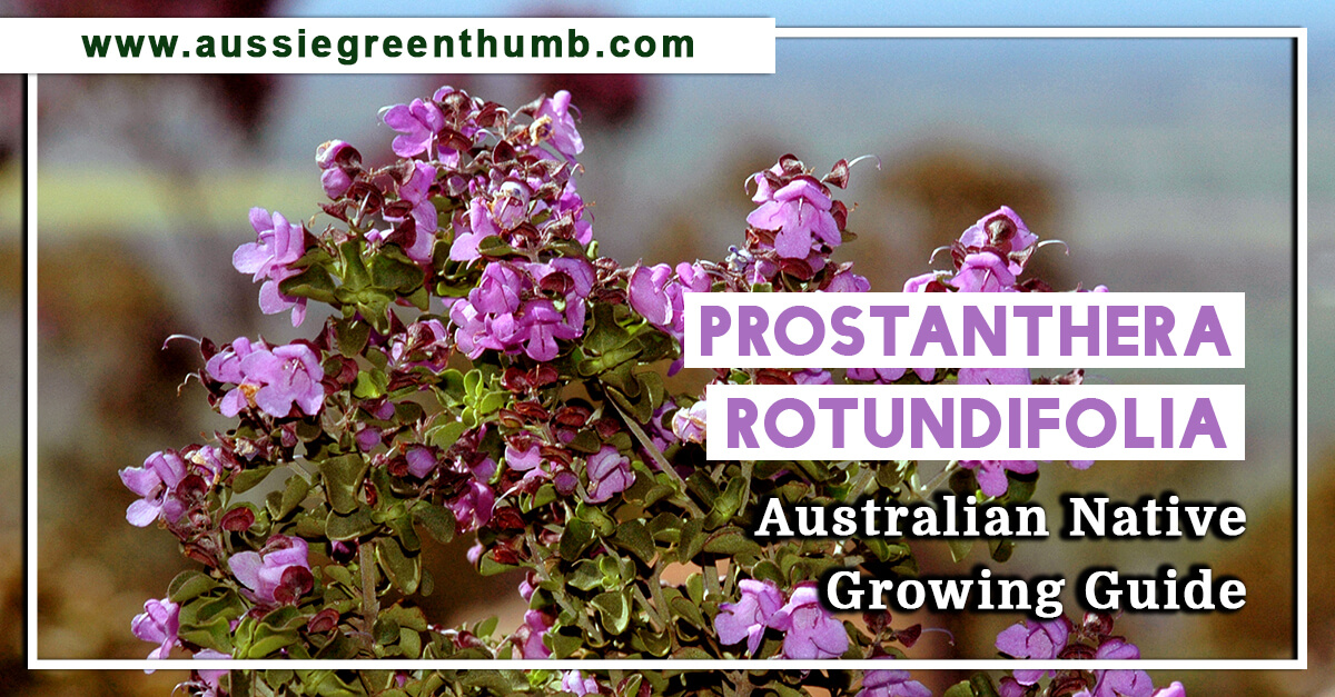 Prostanthera Rotundifolia – Australian Native Growing Guide