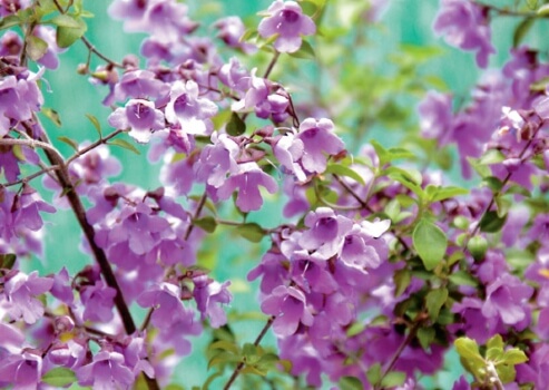 Prostanthera Rotundifolia Flowers