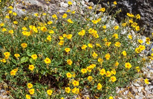 Rock roses are a group of small, sun-loving shrubs that feature bright, saucer-shaped flowers
