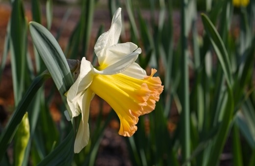 Salome Daffodils work beautifully planted densely into pots on patios