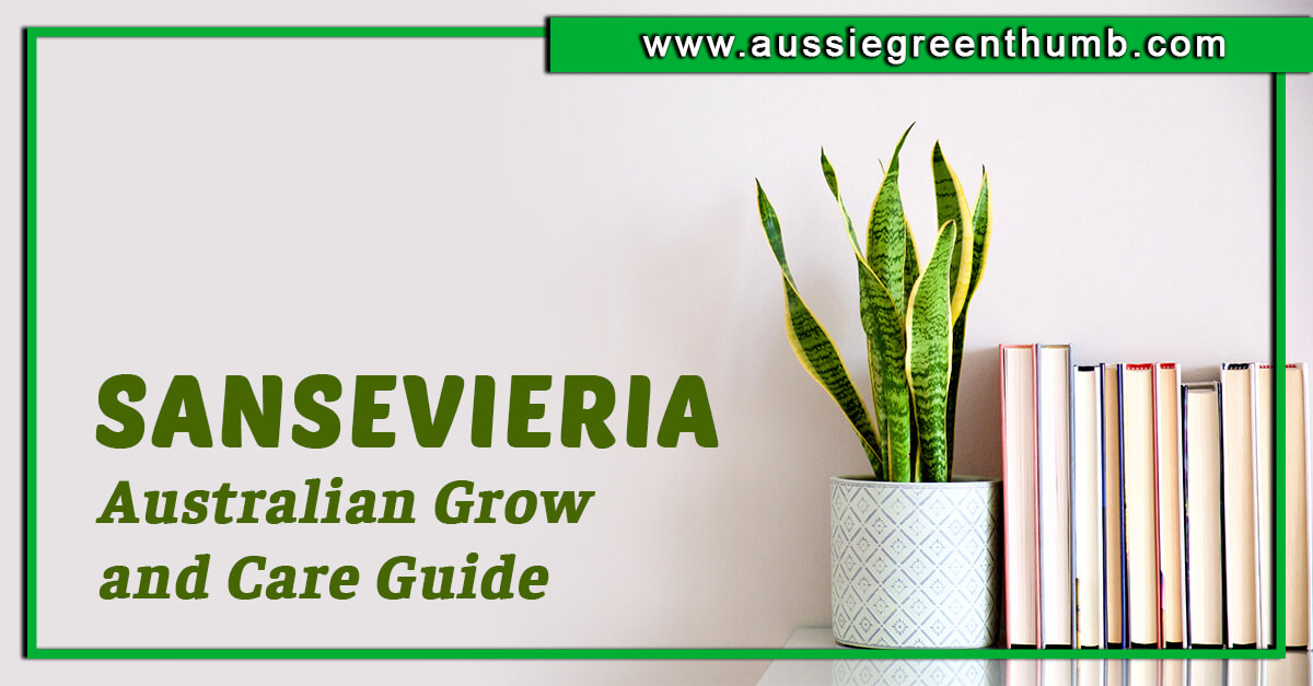 Sansevieria – Australian Grow and Care Guide