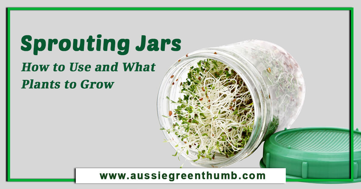 Sprouting Jars – How to Use and What Plants to Grow