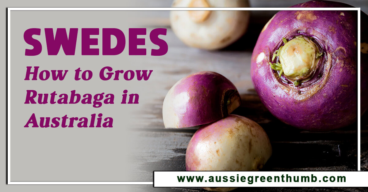 Swedes – How to Grow Rutabaga in Australia