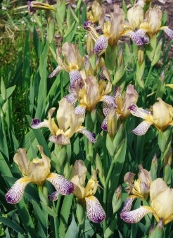 Sweet Iris is a softly coloured iris that grows reliably from rhizomes in Australian gardens but is native to the Dalmatian coast