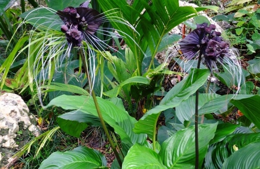 Tacca chantrieri commonly known as black bat plant