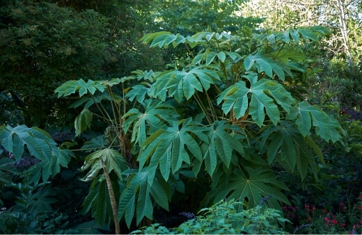 Tetrapanax papyrifer are large, fast-growing outdoors plants with big leaves