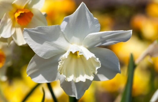 Thalia Daffodils are exceptionally tall daffodils