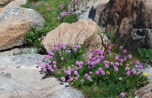 Thrift, also known as sea pink, is a low-growing, tufted perennial with grass-like foliage