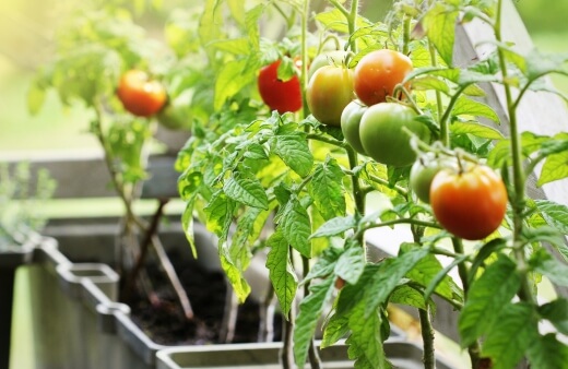 Tomatoes are perfect for apartment gardening