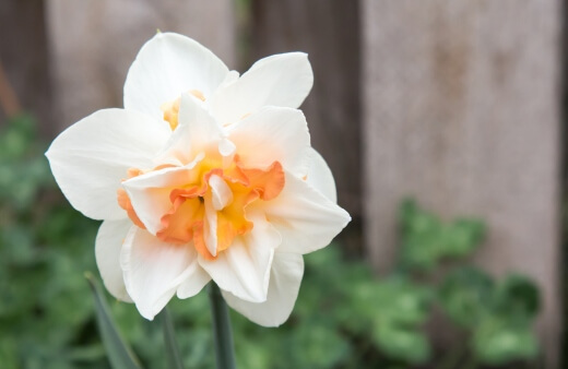 White Lion Daffodils are boldly double-flowered