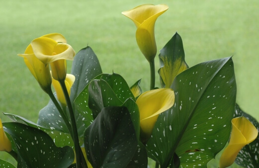 Yellow calla lilies are stunning flowering plants with big leaves