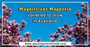 Magnificent Magnolia Varieties to Grow in Australia