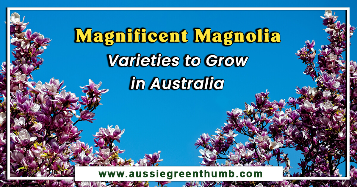 28 Magnificent Magnolia Varieties to Grow in Australia