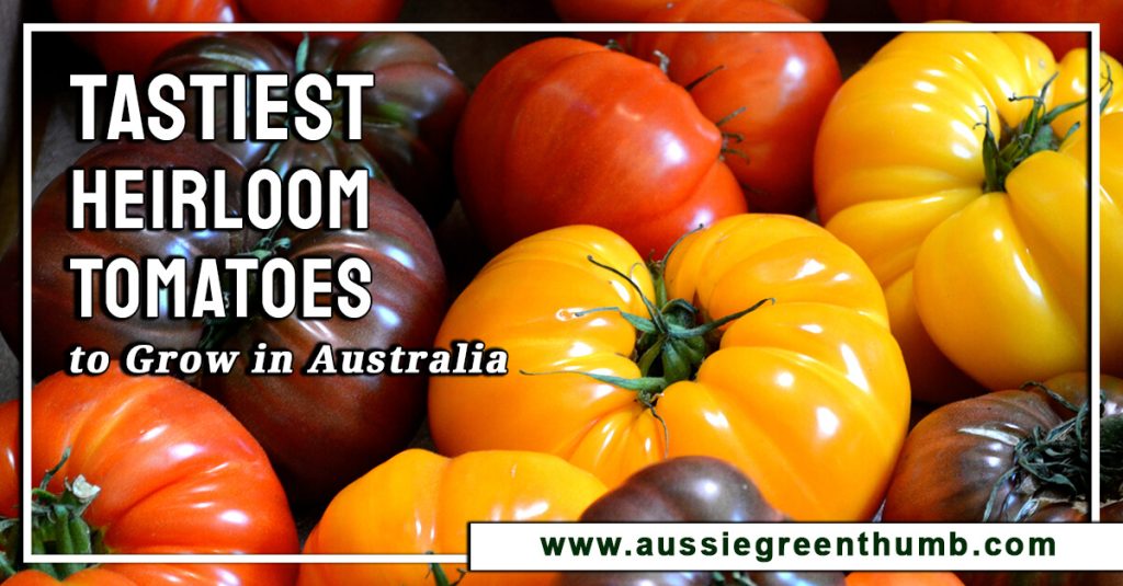 Tastiest Heirloom Tomatoes to Grow in Australia