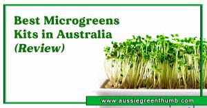 Best Microgreens Kits in Australia (Review)