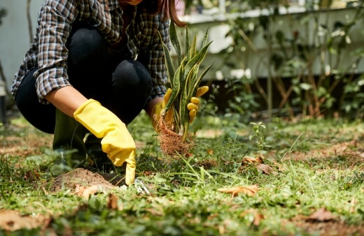 A woman planting Sansevieria