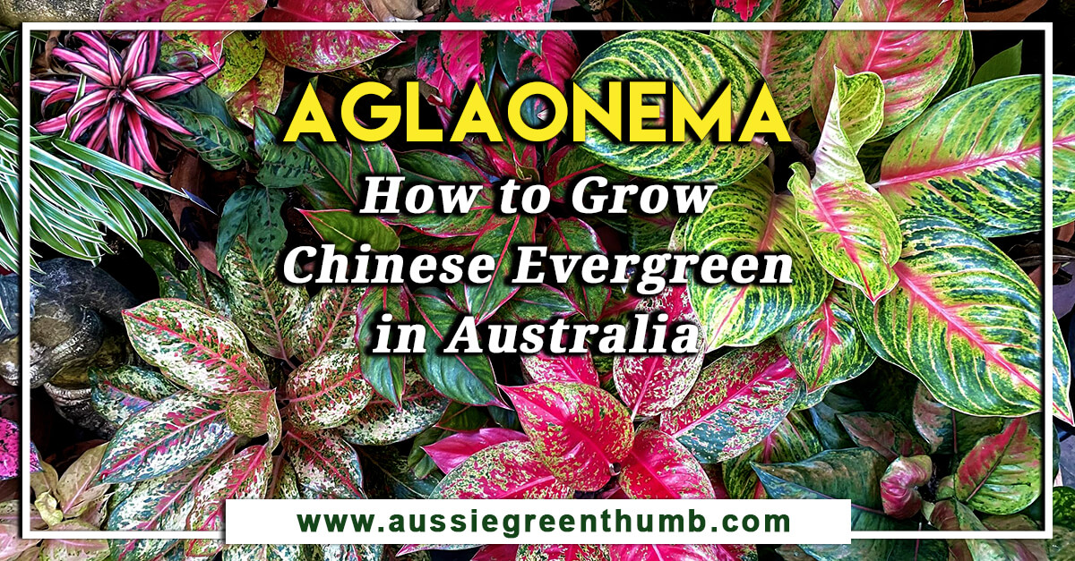 Aglaonema – How to Grow Chinese Evergreen in Australia