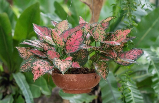 Aglaonema, commonly known as Chinese evergreen