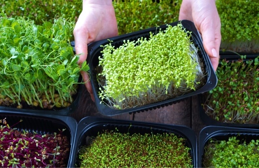 Best Microgreen Grow Kits in Australia