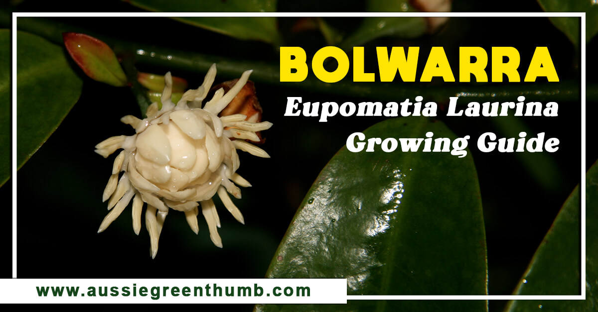 Bolwarra – Eupomatia Laurina Growing Guide