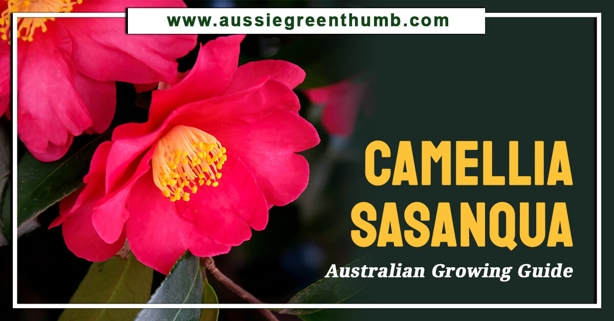 Camellia Sasanqua – Australian Growing Guide