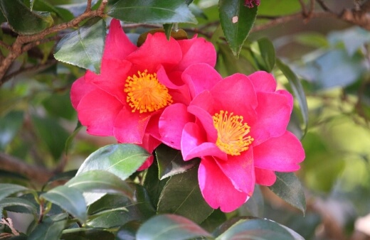 Camellia Sasanqua Flowers