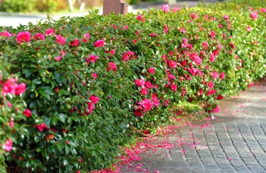 Camellia Sasanqua as a hedge