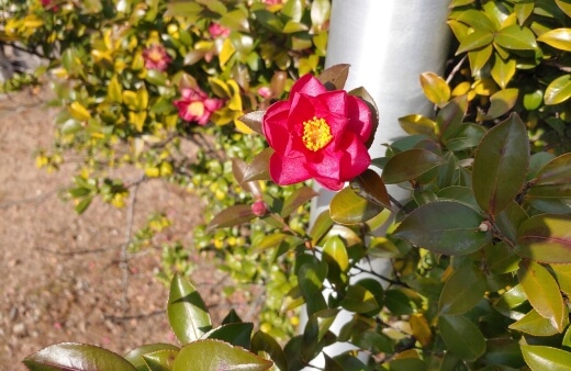 Camellia Sasanqua commonly known as Sasanqua Camellia