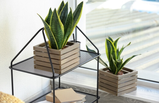 Caring for Sansevieria