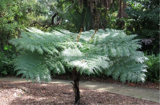 Caring for Tree Ferns