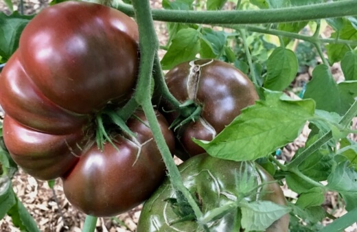 Cherokee Purple tomatoes are a popular heirloom tomato variety with a deep smoky flavour