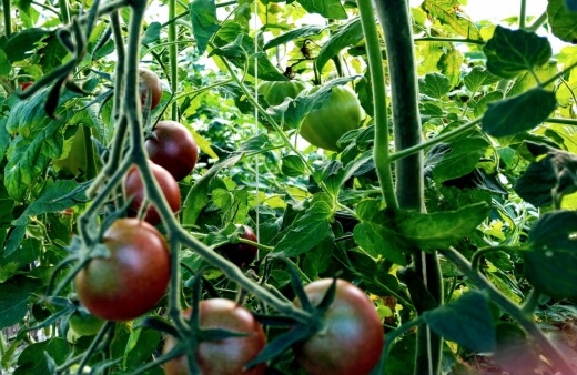Chocolate Cherry tomatoes are an incredibly sweet and rich-tasting heirloom tomato
