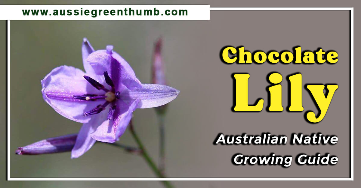 Chocolate Lily – Australian Native Growing Guide