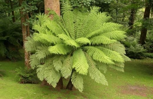 Conditions for Planting Tree Ferns