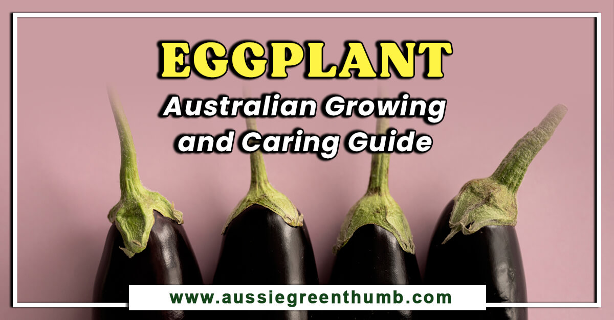 Eggplant – Australian Growing and Caring Guide