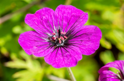 Geranium 'Anne Thomson' is one of the most popular ornamental geraniums in the world