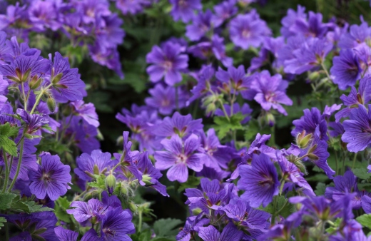 Geranium 'Johnson's Blue' is a popular geranium with large, sky-blue flowers and deeply divided leaves