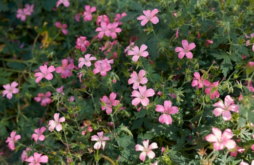 Geranium endressii is a compact geranium with pale pink flowers and hairy leaves