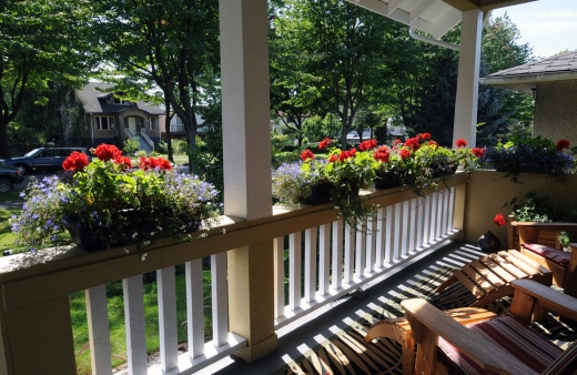 Geranium lined up on a porch