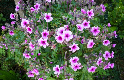 Geranium maderense features pink flowers and large, deeply lobed leaves