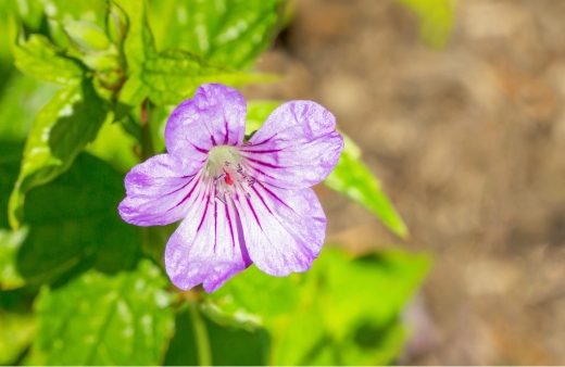 Geranium nodosum features pink, star-shaped flowers and deeply lobed leaves