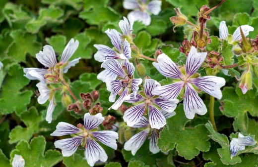 Geranium renardii has soft pink flowers with deep purple veining, and velvety, silver-green leaves