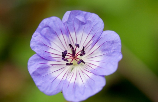 Geranium wallichianum 'Buxton's Variety' is a highly ornamental cultivar, with tall mounds of foliage, coveted for several months in bold blue flowers