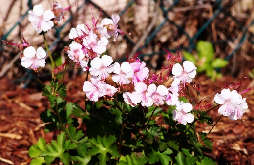 Geranium x cantabrigiense 'Biokovo' has pink flowers with white centres and fragrant, evergreen foliage